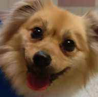 Simba